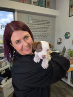 Load image into Gallery viewer, Oliver