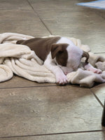 Load image into Gallery viewer, Oliver