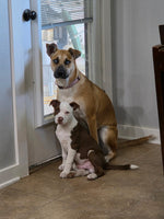 Load image into Gallery viewer, Oliver