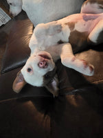 Load image into Gallery viewer, Oliver