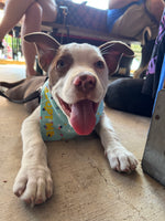 Load image into Gallery viewer, Oliver