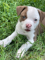 Load image into Gallery viewer, Oliver