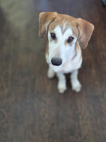 Load image into Gallery viewer, Rex
