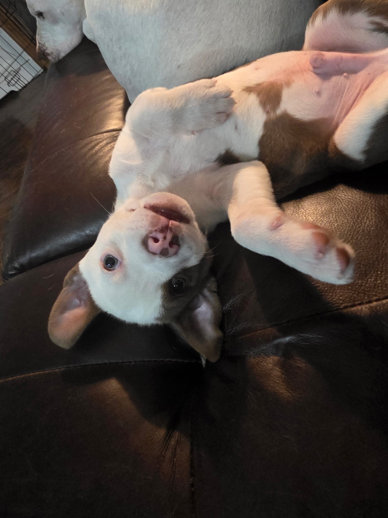 Oliver