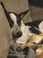 Load image into Gallery viewer, Noah
