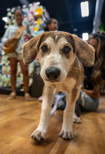 Load image into Gallery viewer, Rex
