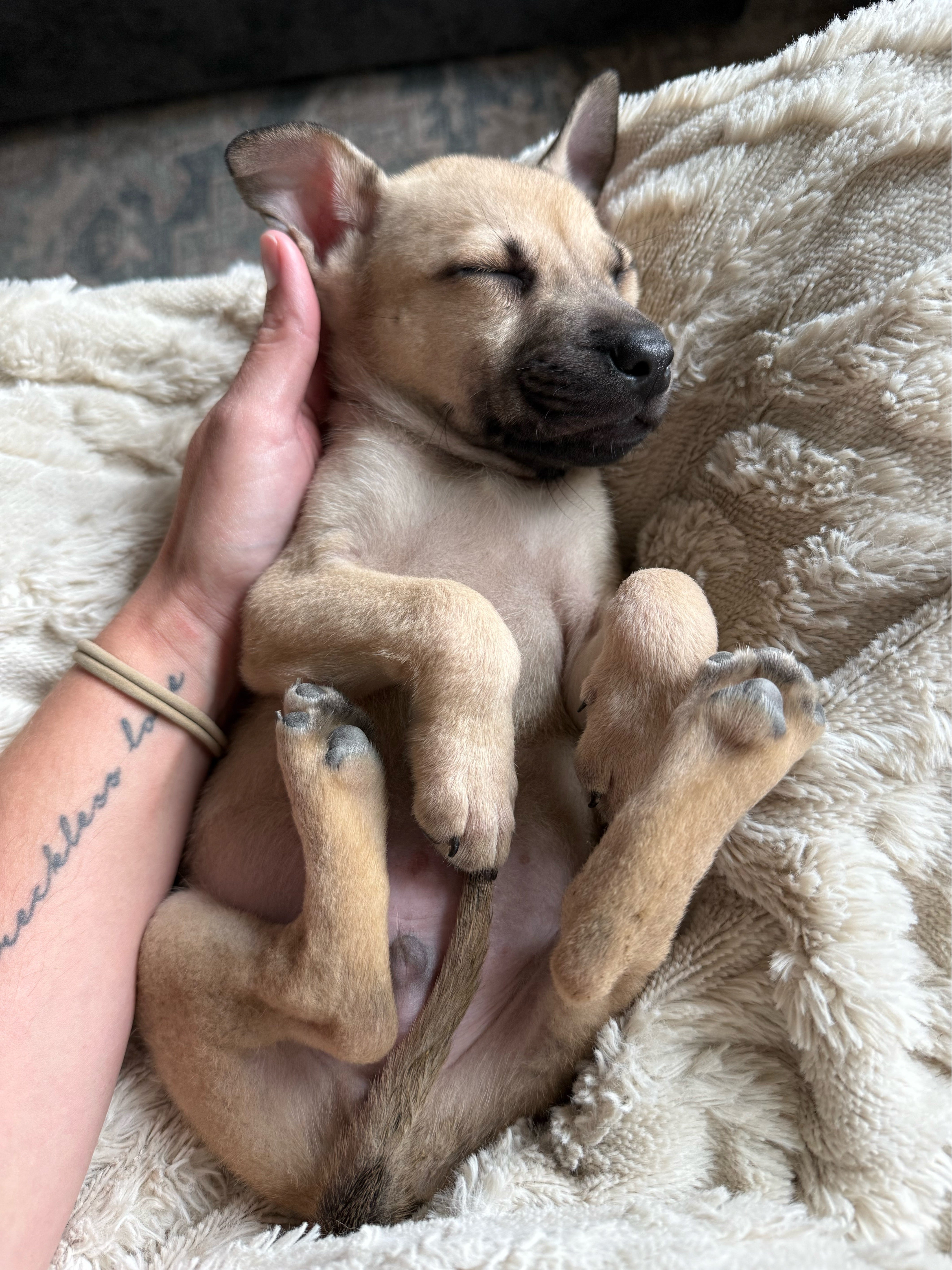 Hank