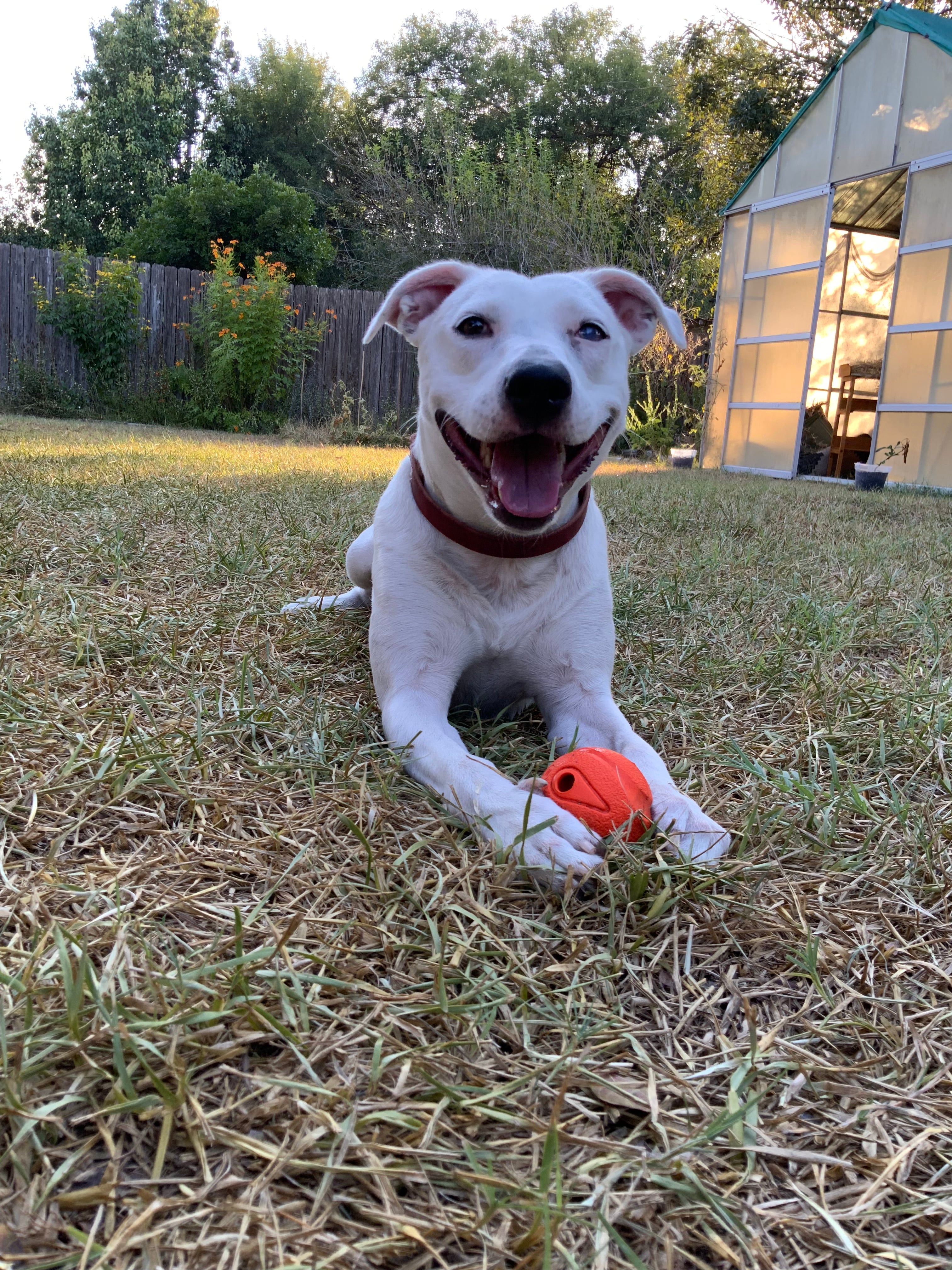 Rosie