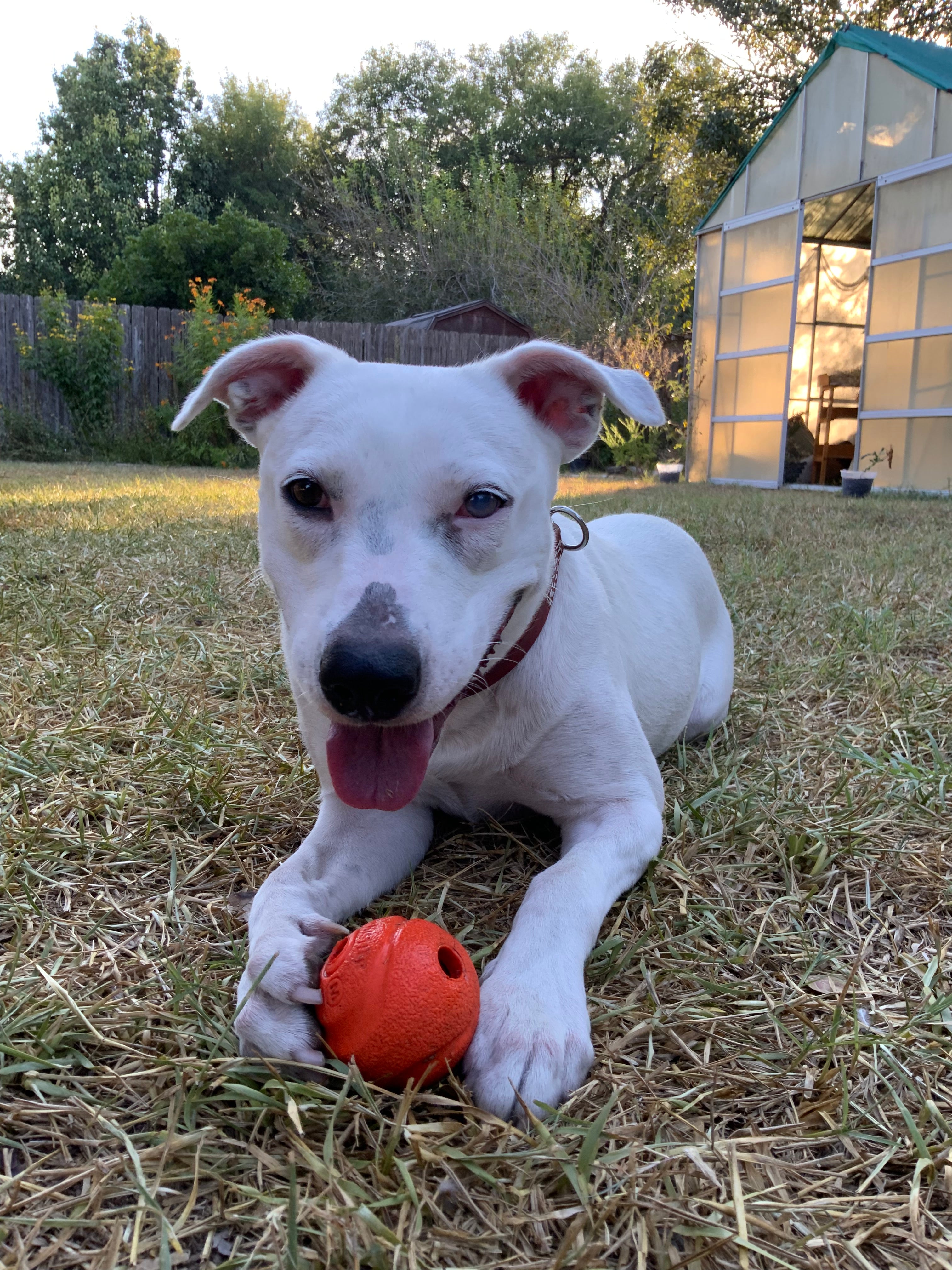 Rosie