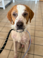 Load image into Gallery viewer, Beasley
