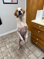 Load image into Gallery viewer, Beasley
