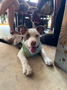 Oliver