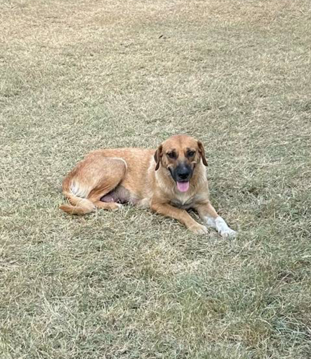 Phoebe