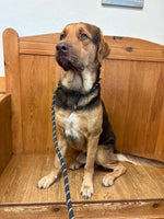 Load image into Gallery viewer, Straviac our Gentle Giant
