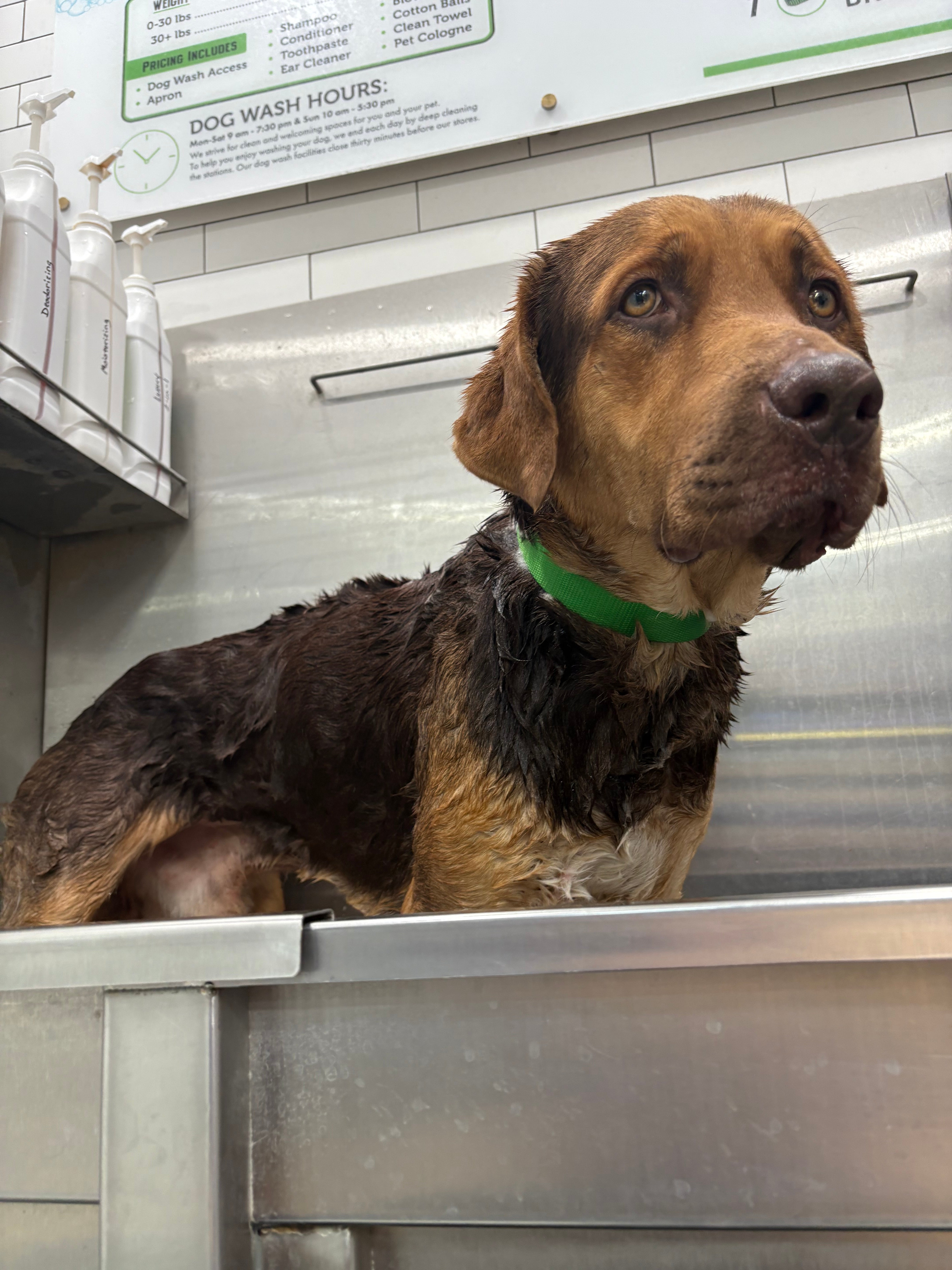 Straviac our Gentle Giant