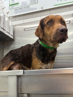 Load image into Gallery viewer, Straviac our Gentle Giant
