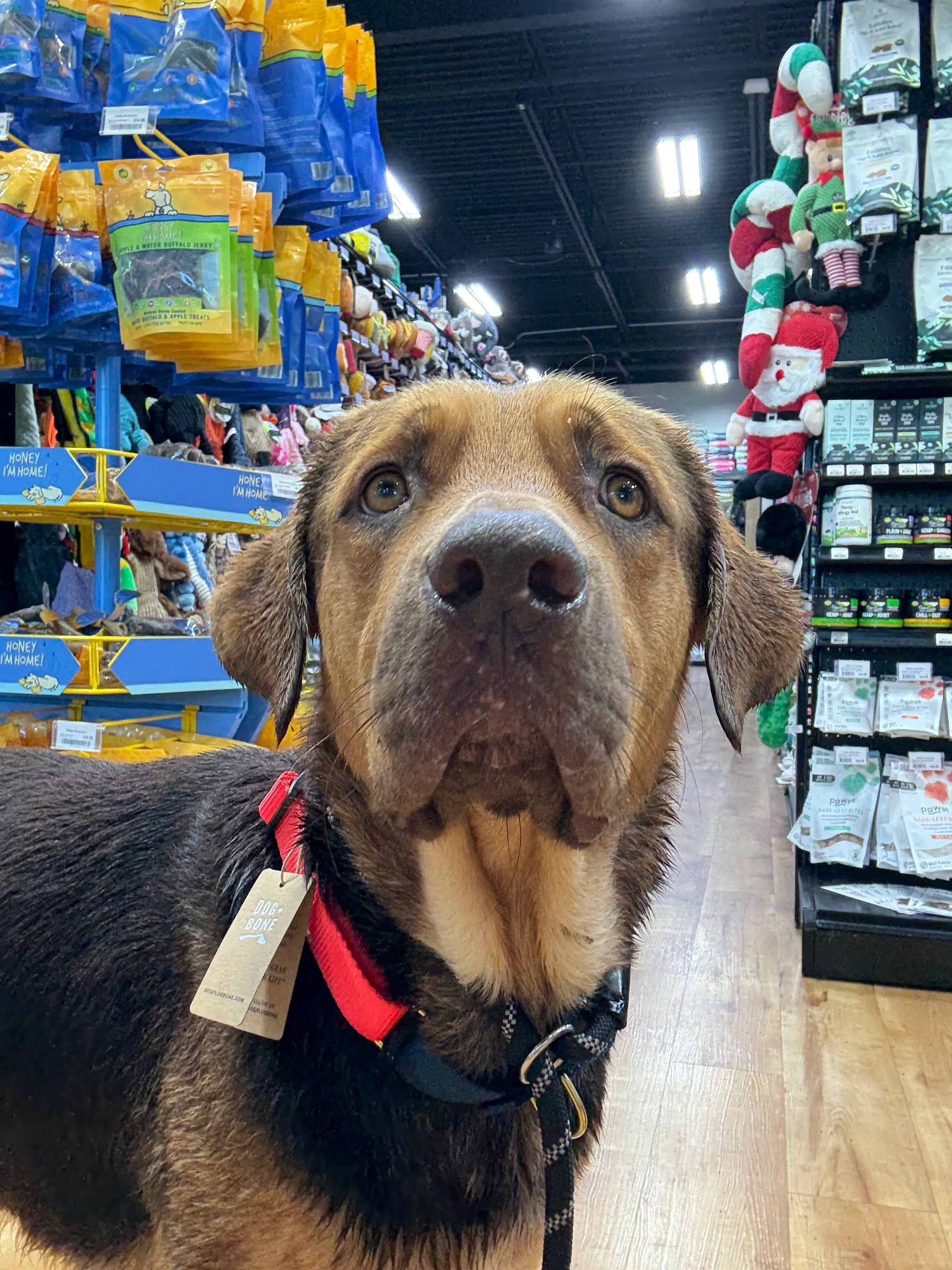 Straviac our Gentle Giant