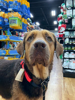 Load image into Gallery viewer, Straviac our Gentle Giant
