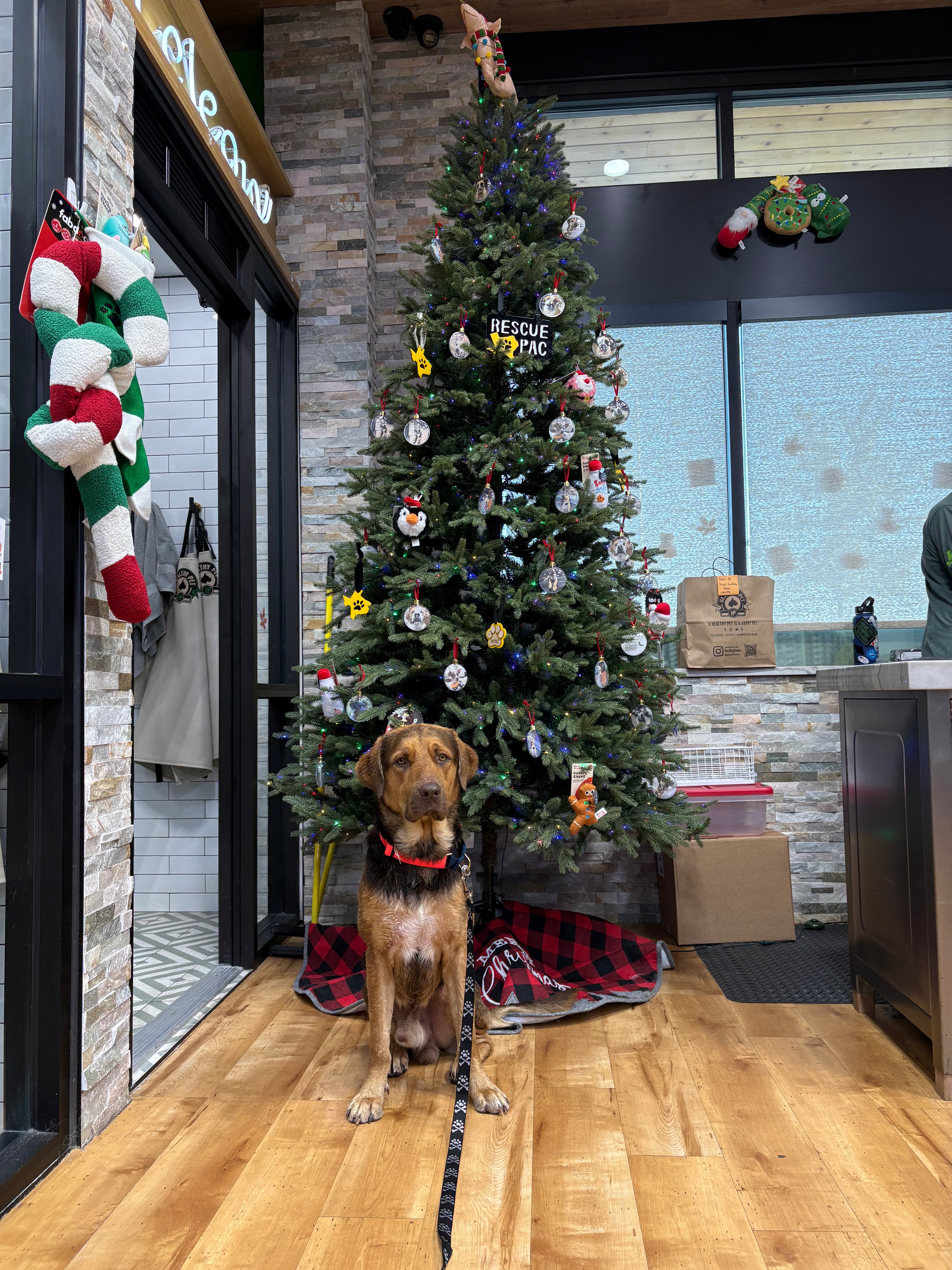 Straviac our Gentle Giant