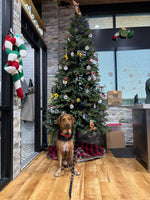 Load image into Gallery viewer, Straviac our Gentle Giant
