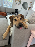 Load image into Gallery viewer, Tommy
