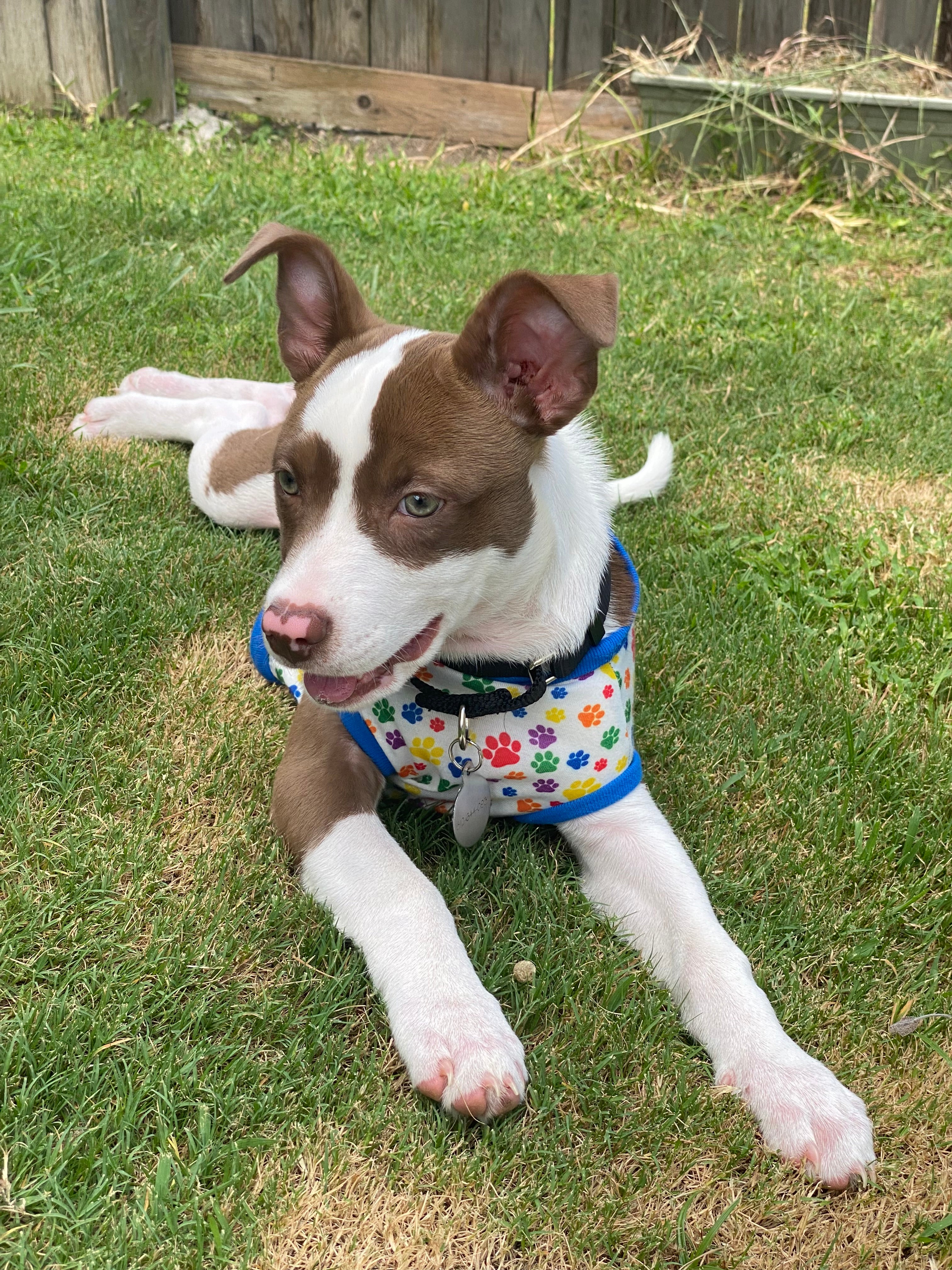 Buddy