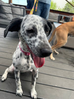 Load image into Gallery viewer, Sammy
