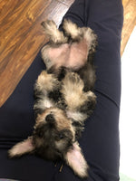 Load image into Gallery viewer, Schnauzer Siblings

