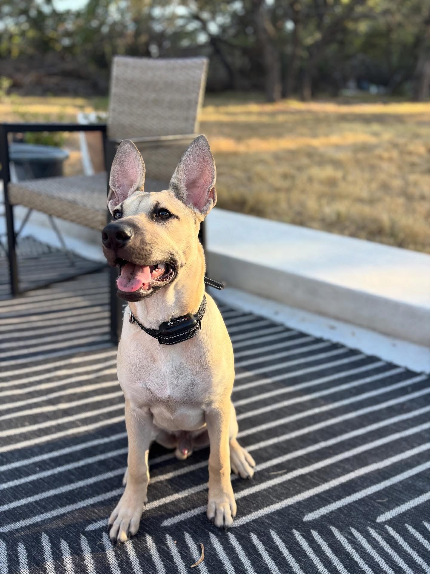 Hank