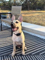 Load image into Gallery viewer, Hank
