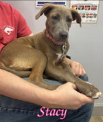 Load image into Gallery viewer, Stacy
