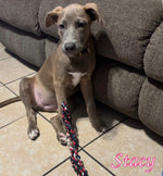 Load image into Gallery viewer, Stacy
