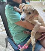 Load image into Gallery viewer, Julie
