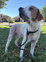 Load image into Gallery viewer, Beasley
