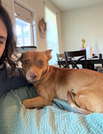 Load image into Gallery viewer, Carlos (aka Chico)
