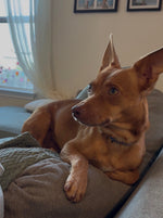 Load image into Gallery viewer, Carlos (aka Chico)
