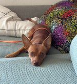Load image into Gallery viewer, Carlos (aka Chico)
