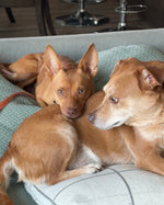 Load image into Gallery viewer, Carlos (aka Chico)
