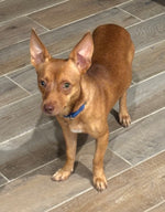 Load image into Gallery viewer, Carlos (aka Chico)
