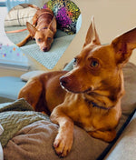 Load image into Gallery viewer, Carlos (aka Chico)
