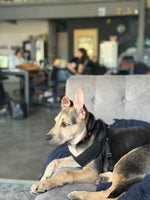 Load image into Gallery viewer, Fred
