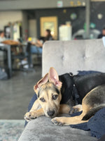 Load image into Gallery viewer, Fred
