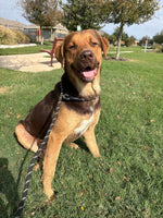 Load image into Gallery viewer, Straviac our Gentle Giant
