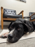 Load image into Gallery viewer, Noelle
