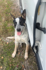 Load image into Gallery viewer, Noah
