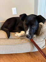 Load image into Gallery viewer, Noelle
