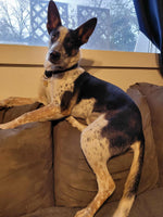 Load image into Gallery viewer, Noah
