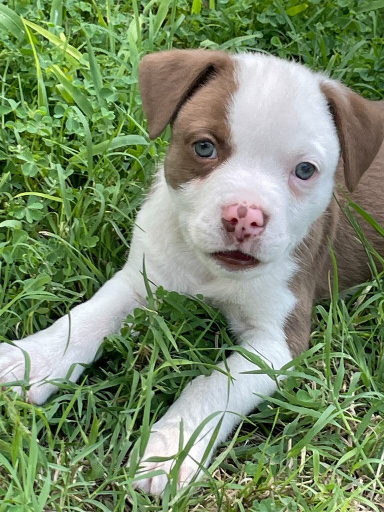 Oliver